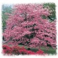 /album/flowering-trees/red-dogwood-tree-74237-1405322196-195-195-1-jpg/